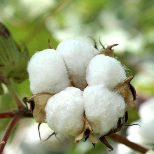 پنبه دانه (بسته بندی 125 گرمی)